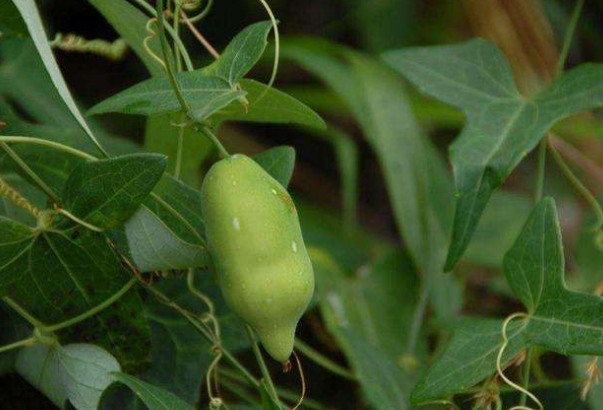 不过天瓜虽然名字里带有"瓜"字,却和我们平时所吃的很多瓜都没有什么