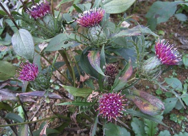 农地里的 1种野草 花朵紫红色 人称 白术 殊不知珍贵 腾讯新闻