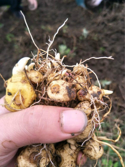 人称"野姜",过去1元没人要,现在一斤卖到10元,农民请珍惜