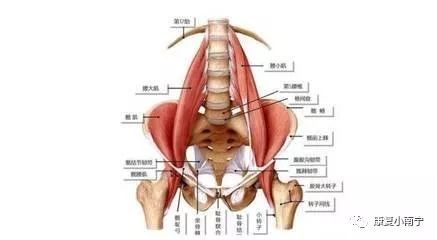 是脊柱核心穩定性肌群的重要組成部分,是維持人體姿勢重要的肌肉之一
