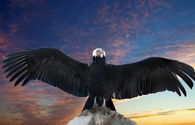 世界上最大的老鹰连狮子都敢去吃至今没有发现其天敌