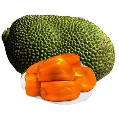 泰国红肉菠萝蜜12号耐寒吗?种植需要注意什么?且听老农怎么说