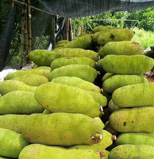 泰国红肉菠萝蜜12号耐寒吗种植需要注意什么且听老农怎么说