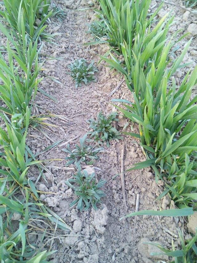 返青期小麦田杂草咋防治专家总结的这三点非常有用