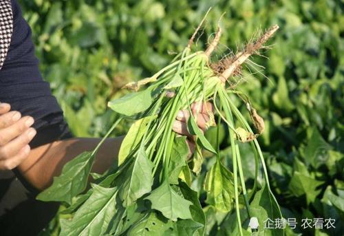 原产于伊朗如今却成我国创汇主力人称飞龙菜是火锅的绝配