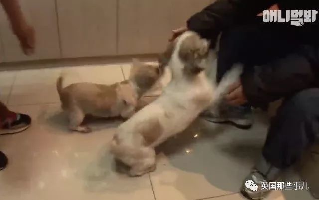 落空家人的老奶奶捡回一只怀胎小母狗 没想到多年后竟被它救了命 香港挂牌