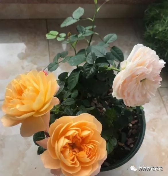 春季如何给月季施肥 注意 技巧 满树花苞 一次开爆 腾讯新闻