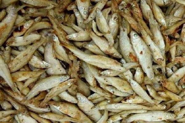 我们叫它"偷嘴鱼",钓鱼时最烦它,晒干后50元1斤,你钓过吗