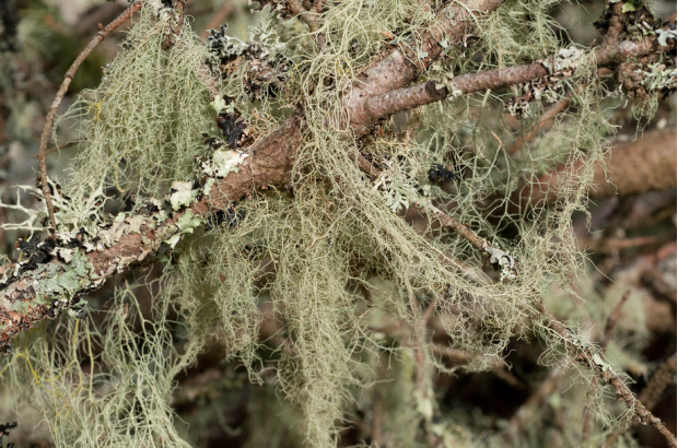 荒野维生野菜系列——树胡子
