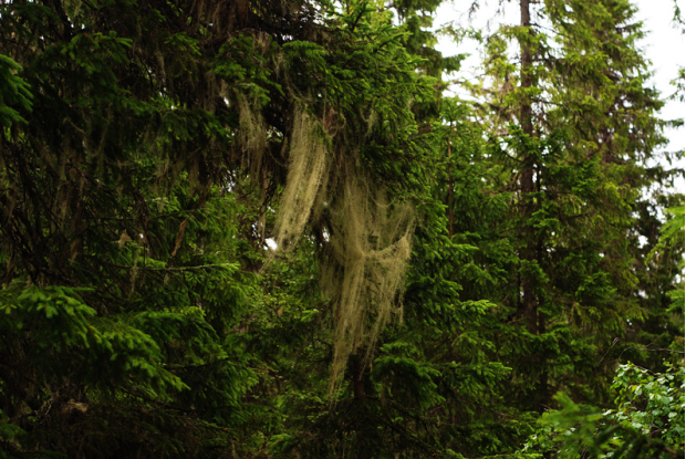 荒野维生野菜系列——树胡子