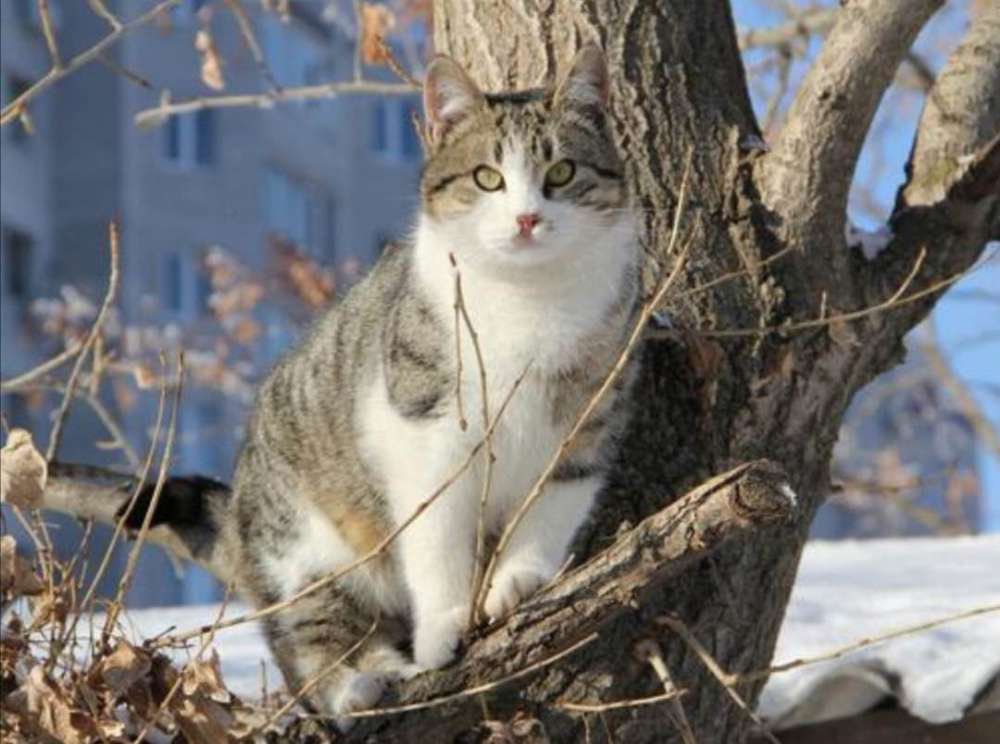 疫情当前,我忽然想起了40年前的那只大花猫,瞬间就泪奔了