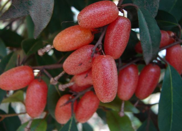 这种水果看起来像圣人的水果,被称为"补钙水果"你见过吗?