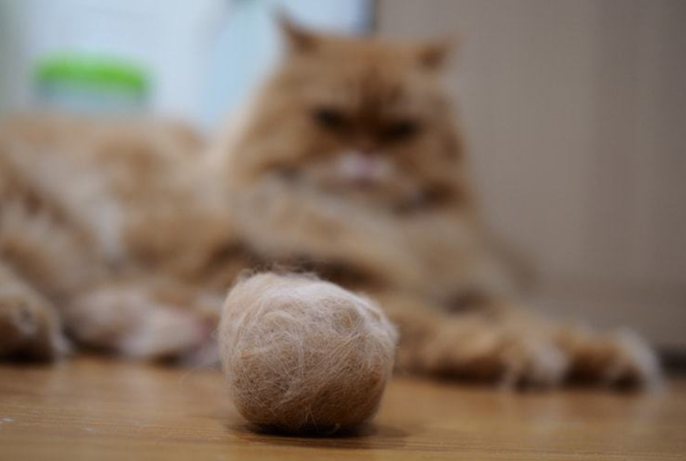 担心猫咪患毛球症亲自动手种猫草有4种效果还能当零食