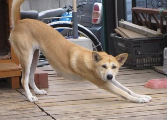 狗狗 伸懒腰 的6个意思 你知道几个呢 腾讯新闻