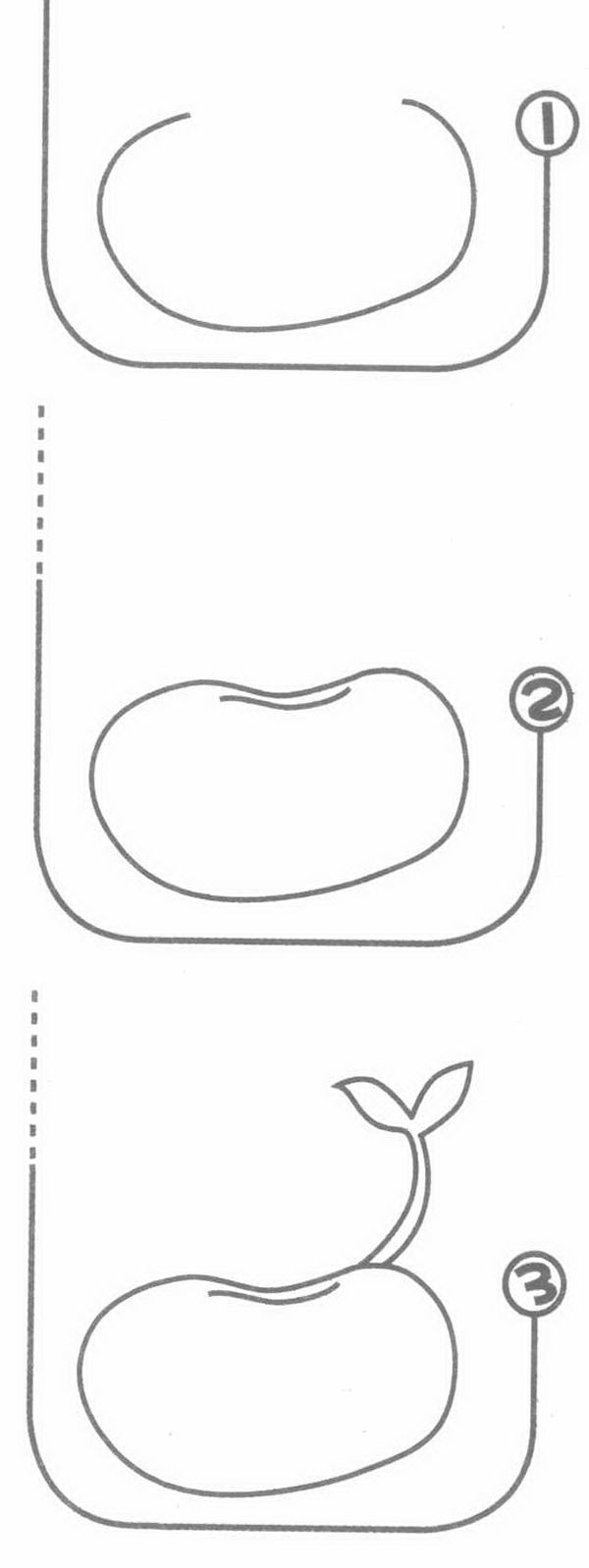 每天学一幅简笔画豆芽生长过程简笔画图解步骤教程