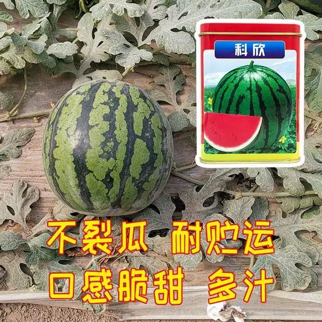 新选育的西瓜品种 口感脆甜 耐贮运 抗性好 产量高 腾讯新闻