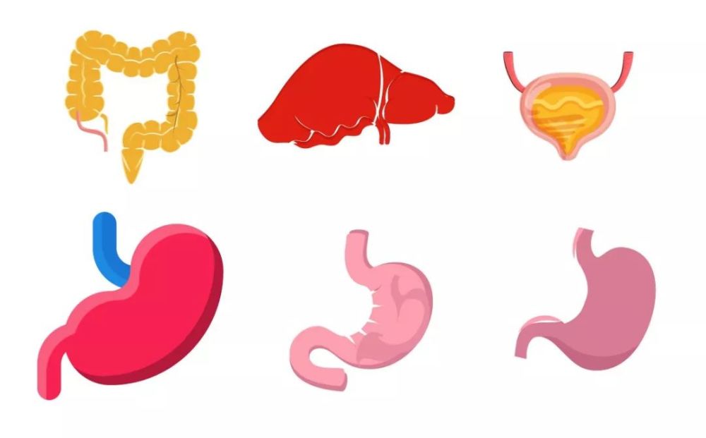 淋巴循环流经的线路,分布着人体的免疫器官,包括:扁桃体,胸腺,淋巴结