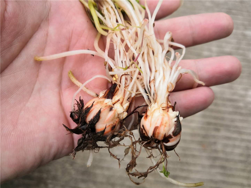 人称三叶草根部似萝卜农村没人要城里却大量种植