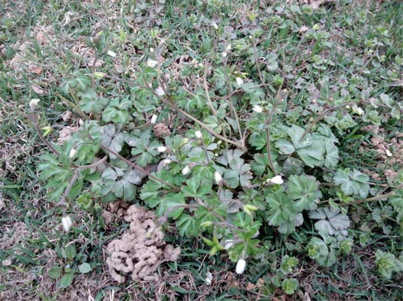 山里不少人去挖人称老鼠屎晒干一斤40元