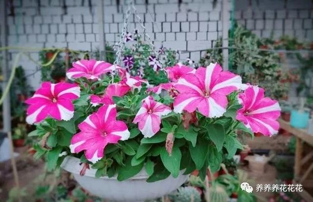 柚子皮养花的主要 功效 改善土壤调节水质 可别再当肥料用了 腾讯新闻