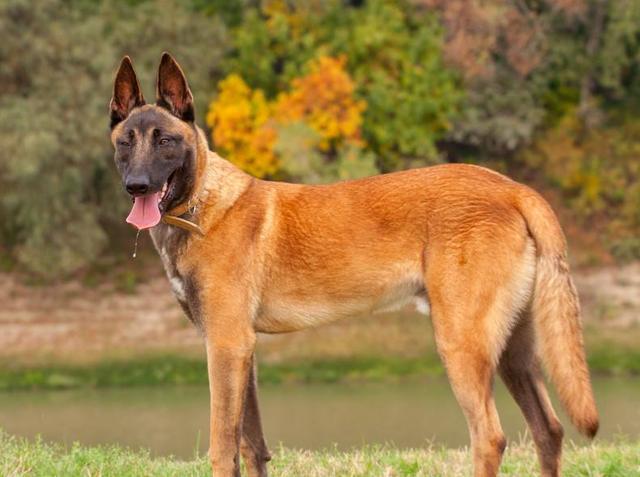 六条搜救犬,参与温岭槽罐车爆炸事故救援工作,向它们致敬!