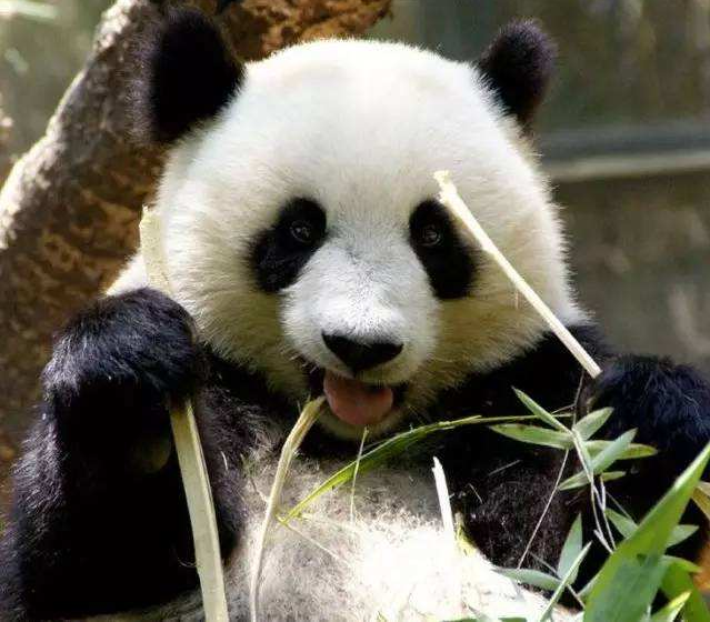 打滚儿卖萌样样行,为什么熊猫就成了国宝呢,难道可爱就是正义?