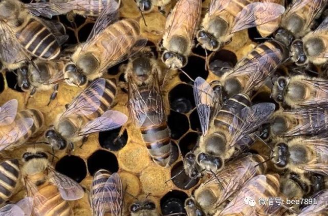 蜂王如何产生的 马蜂的蜂王怎么产生的