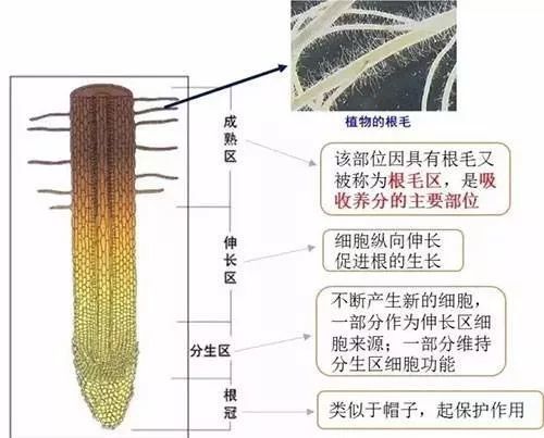 植物根系养得好 高产跑不了 腾讯新闻