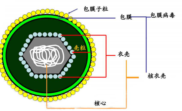 病毒|埃博拉病毒|地球|传染病|细胞