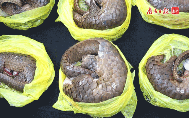 因为新型冠状病毒,这种动物重回热议焦点