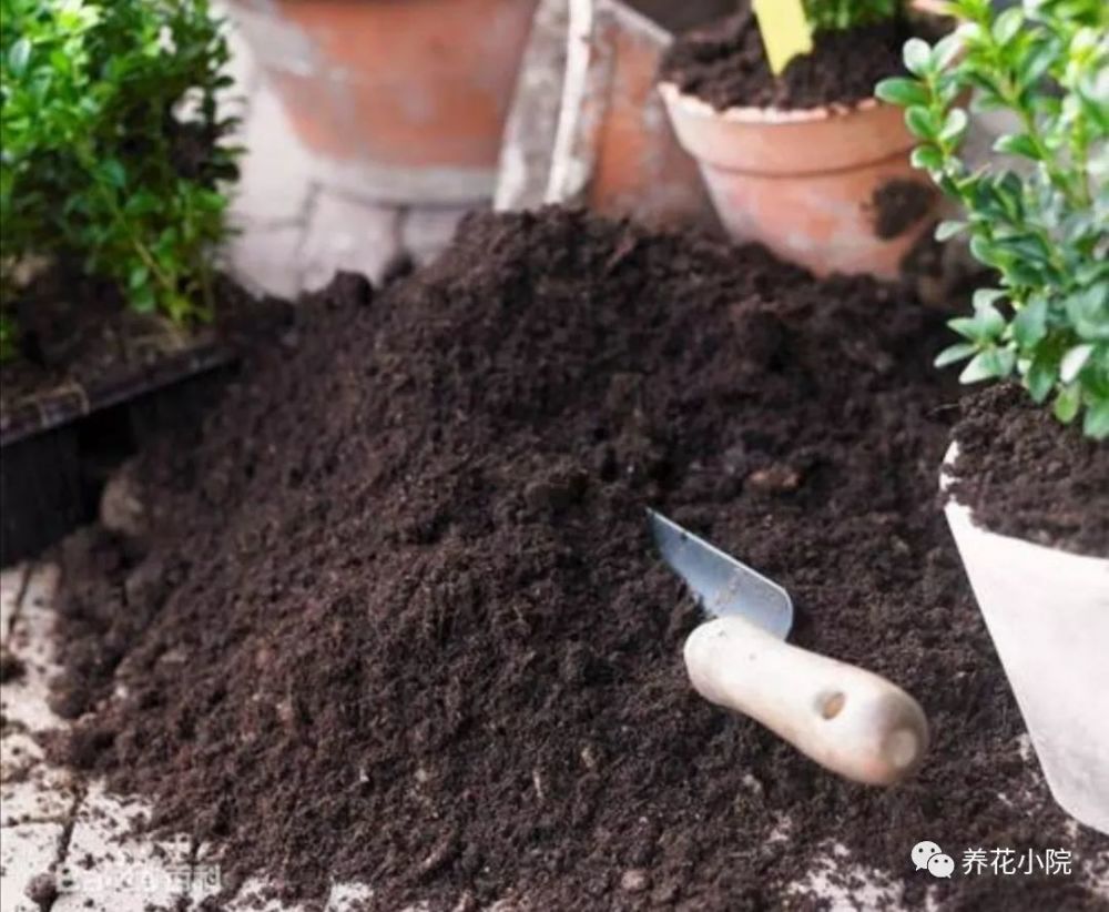 家中养花 培养土不用买 自己就能制作 花草长得旺盛 腾讯新闻