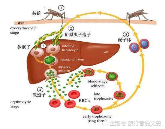 疟疾一个被逐渐遗忘的超级杀手