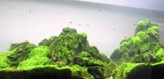 水草学堂 水草缸的日常维护 腾讯新闻