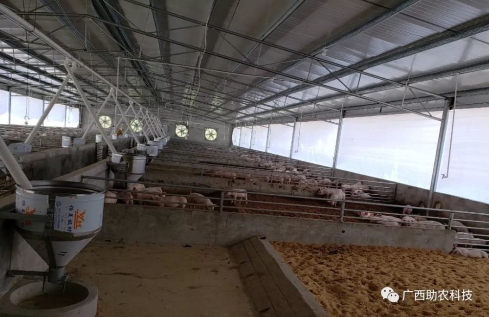 非常适合养殖保育猪和小猪的薄垫料发酵床养猪模式