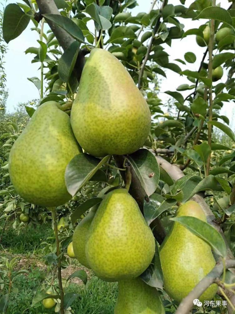 梨树管理经栽梨就栽西洋梨