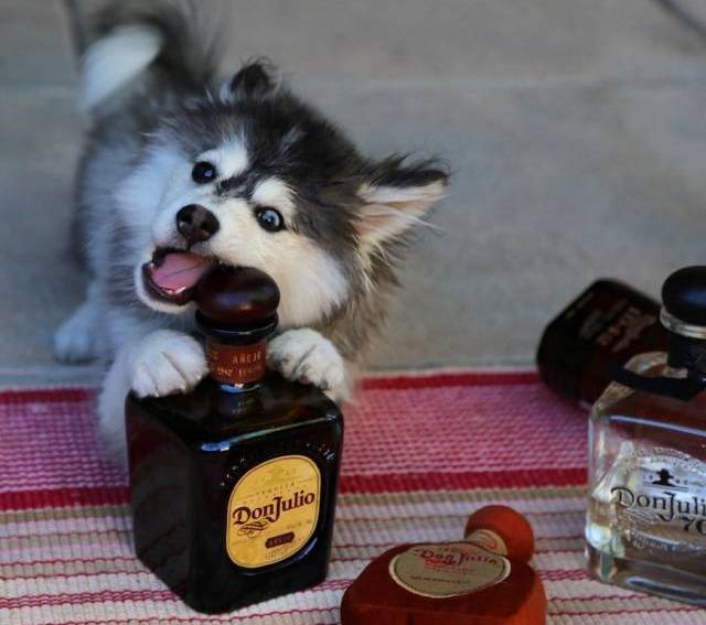 茶杯哈士奇问世只有巴掌大小售价7万这也太可爱了