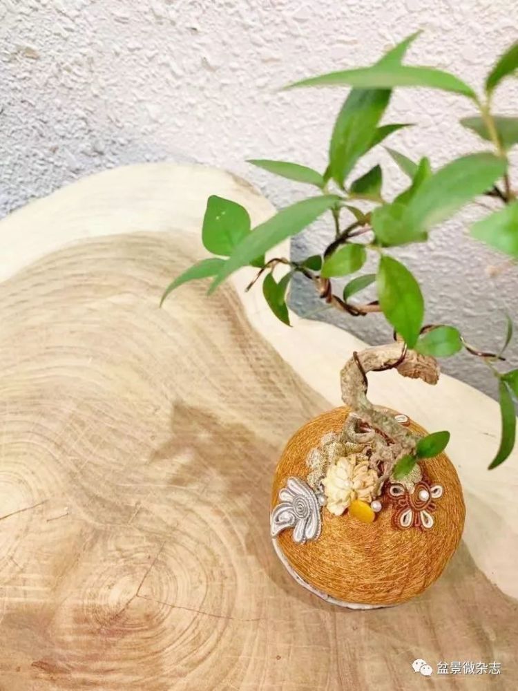 苔玉融入 中国圆 展现圆满美低调不张扬 腾讯新闻