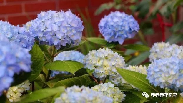 给绣球无尽夏 修剪 有2个 最佳时机 剪对了 花更多 西北新闻资讯信息网