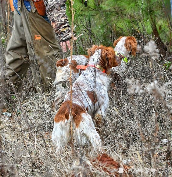 美国人认为,比特犬不入流,它才是第一猛犬,一种羊头狗身的猎犬