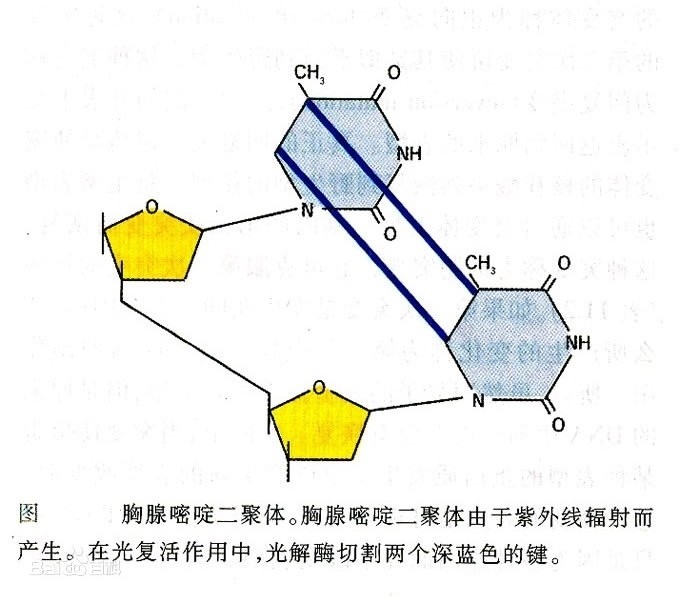 人本原理 病毒没有光复活酶 腾讯新闻