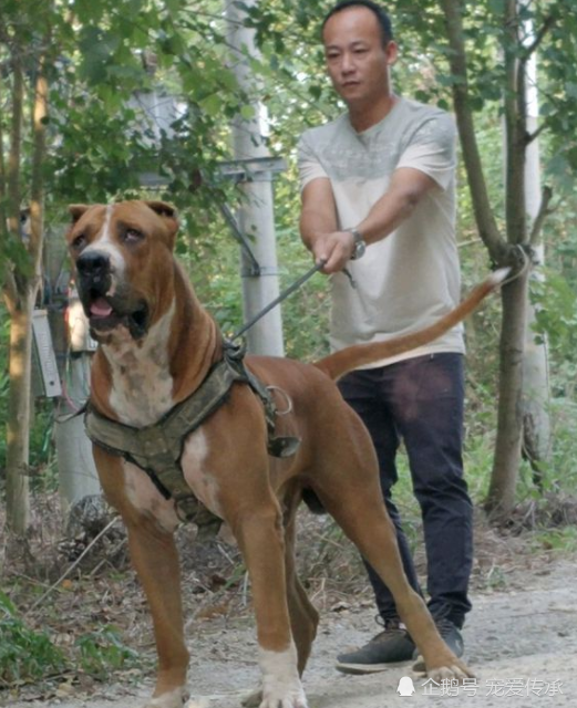 最後是日本的土佐犬,在鄰國日本是頑強精神的象徵,被譽為世界上最兇猛