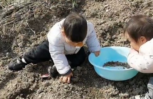 两个熊孩子直播"吃土"火了,这大概就是传说中的"土生土长"?