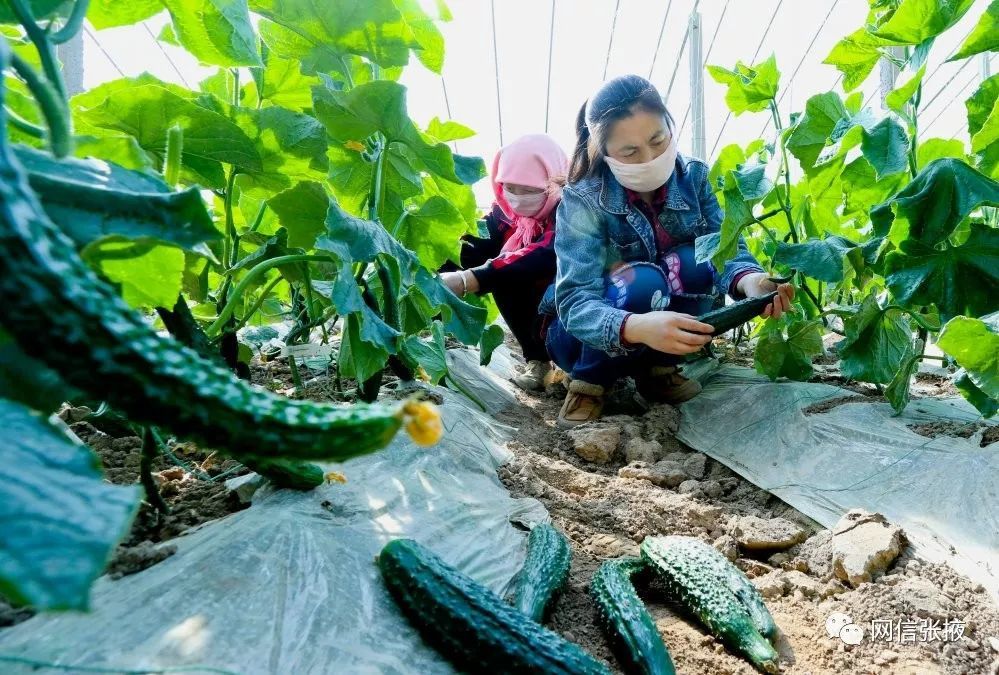 張掖加緊蔬菜生產援湖北