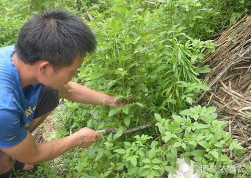 田里的 粘人精 曾让农民痛恨 如今晒干是稀罕货 农民到处挖 腾讯新闻