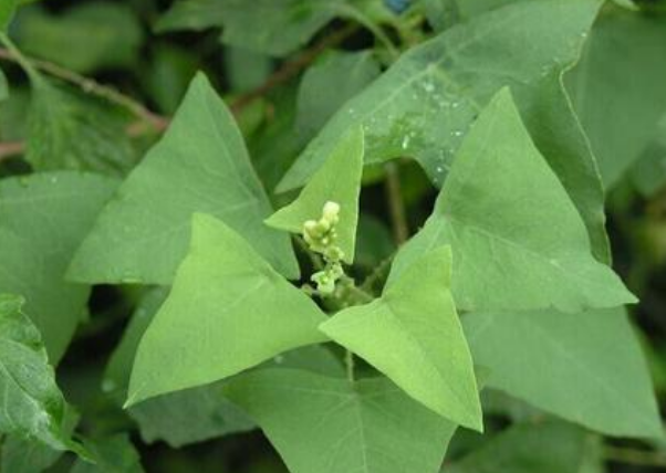 山林中叶片三角形的野草名字叫杠板很多人不懂它价值