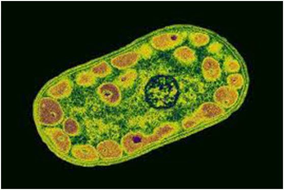 还有一种细菌叫做硫化细菌,它可以吸收环境中的硫化氢气体和氧气,并