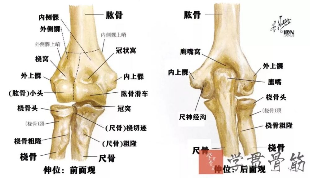 前臂局部解剖 腾讯新闻