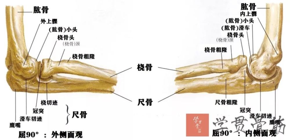 前臂局部解剖 腾讯新闻