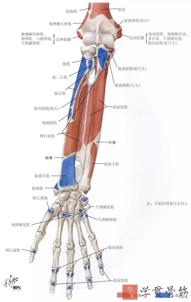 前臂局部解剖 腾讯新闻