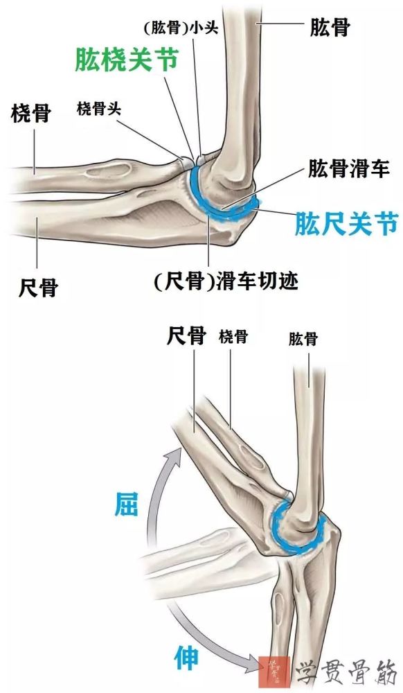 前臂局部解剖 腾讯新闻